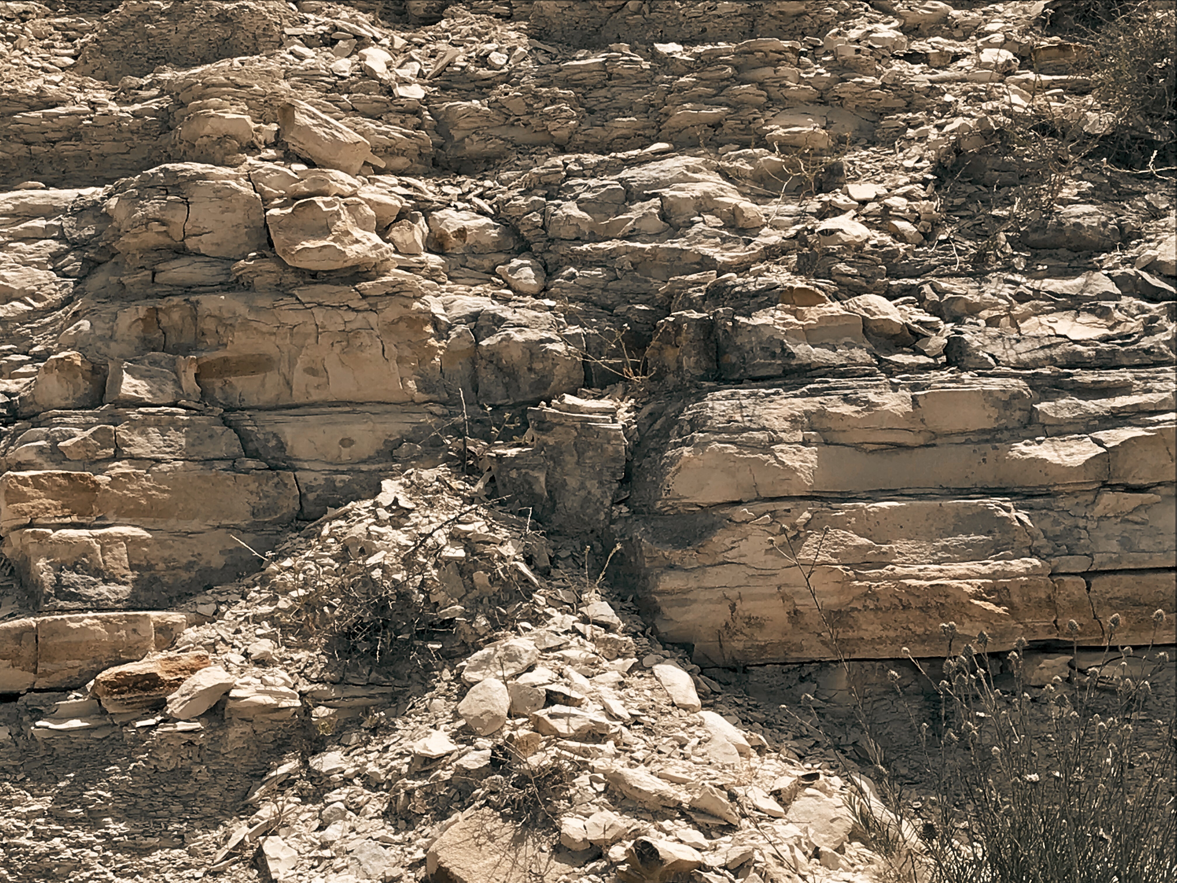 Close-up of a tree stump showing growth rings and a textured brown wood surface.
