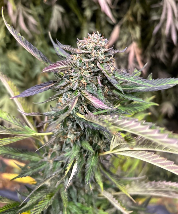 GMO ECCO Certified Exotic Cannabis Flower Noble Pacific