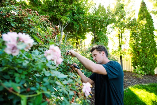 Arborist trimming tree branches in Utah yard