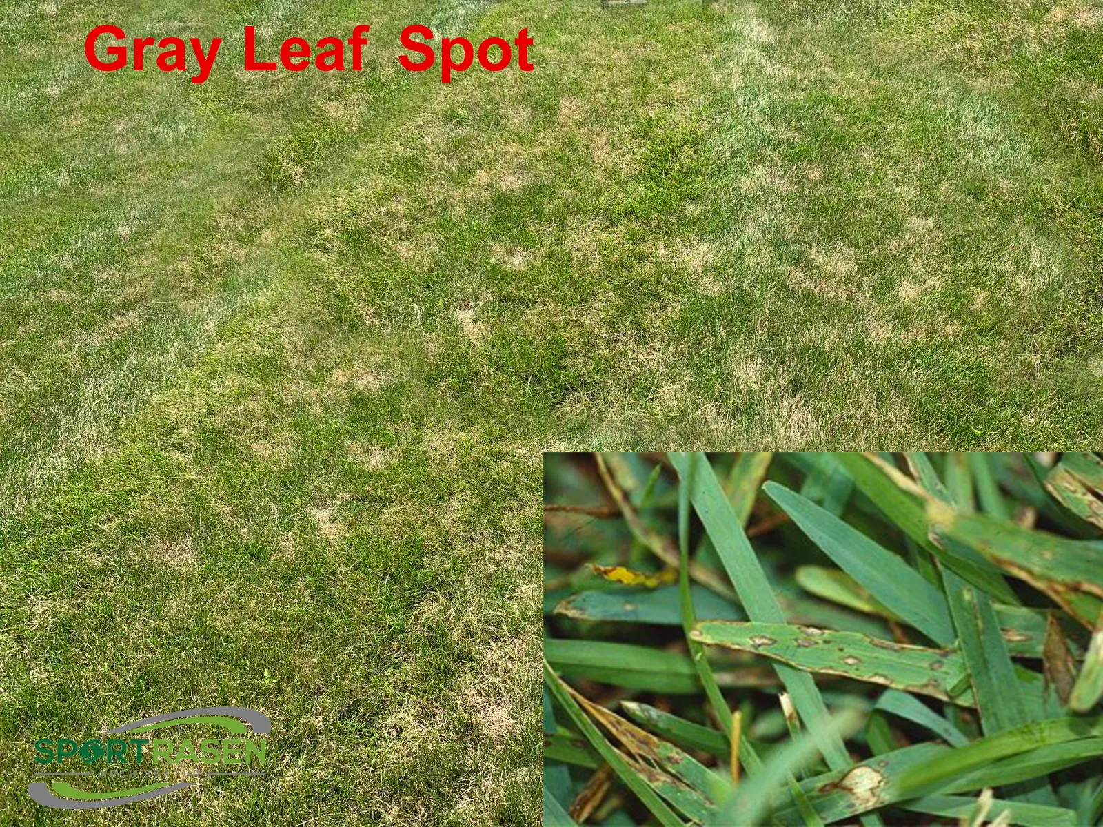 Gray Leaf Spot auf dem Sportrasen