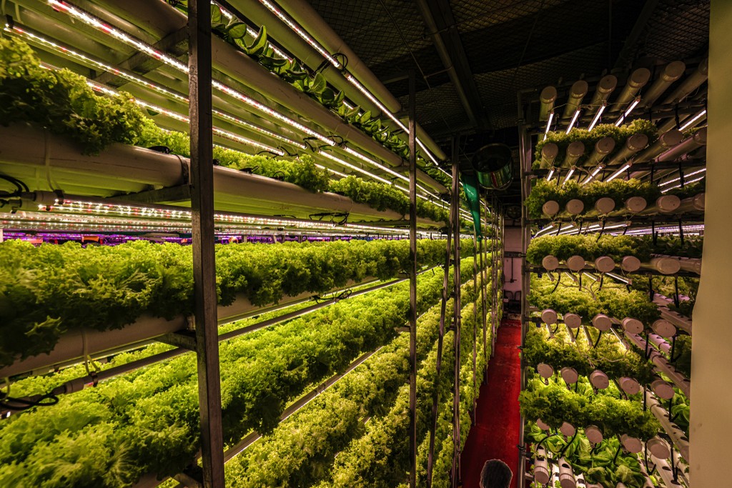 Vertical farm at Smart Grow Farms