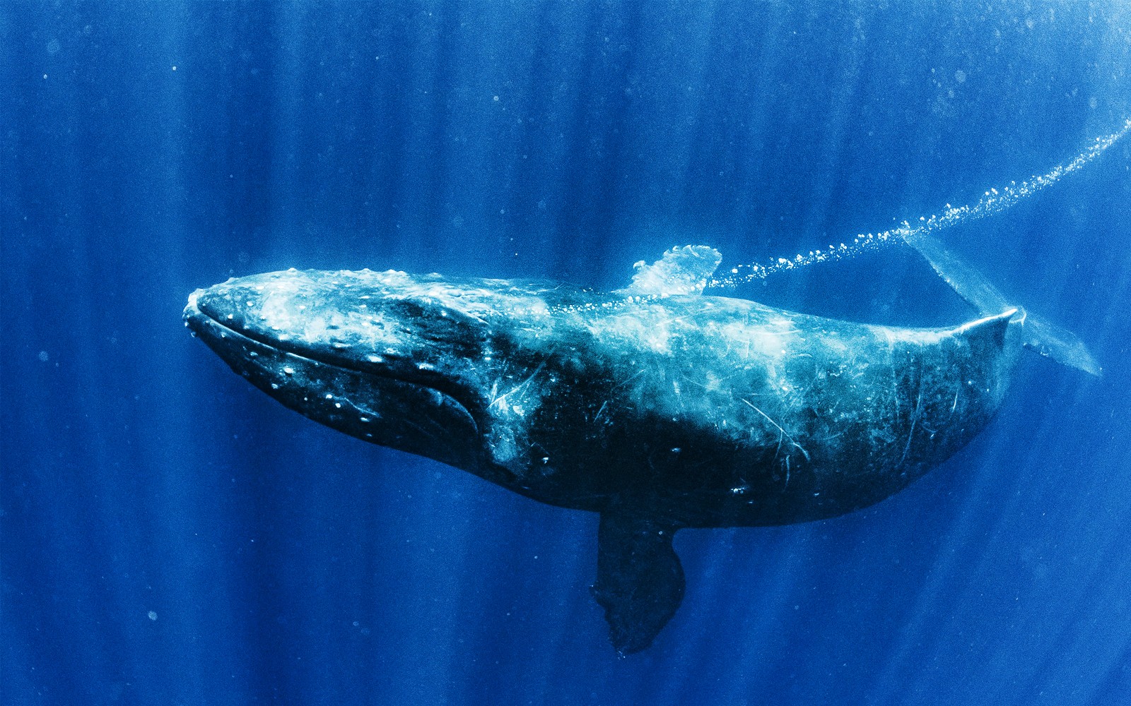 黄金海岸观鲸巡航船票| 尊享体验