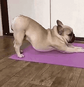 Cute French Bulldog's Yoga Stretch