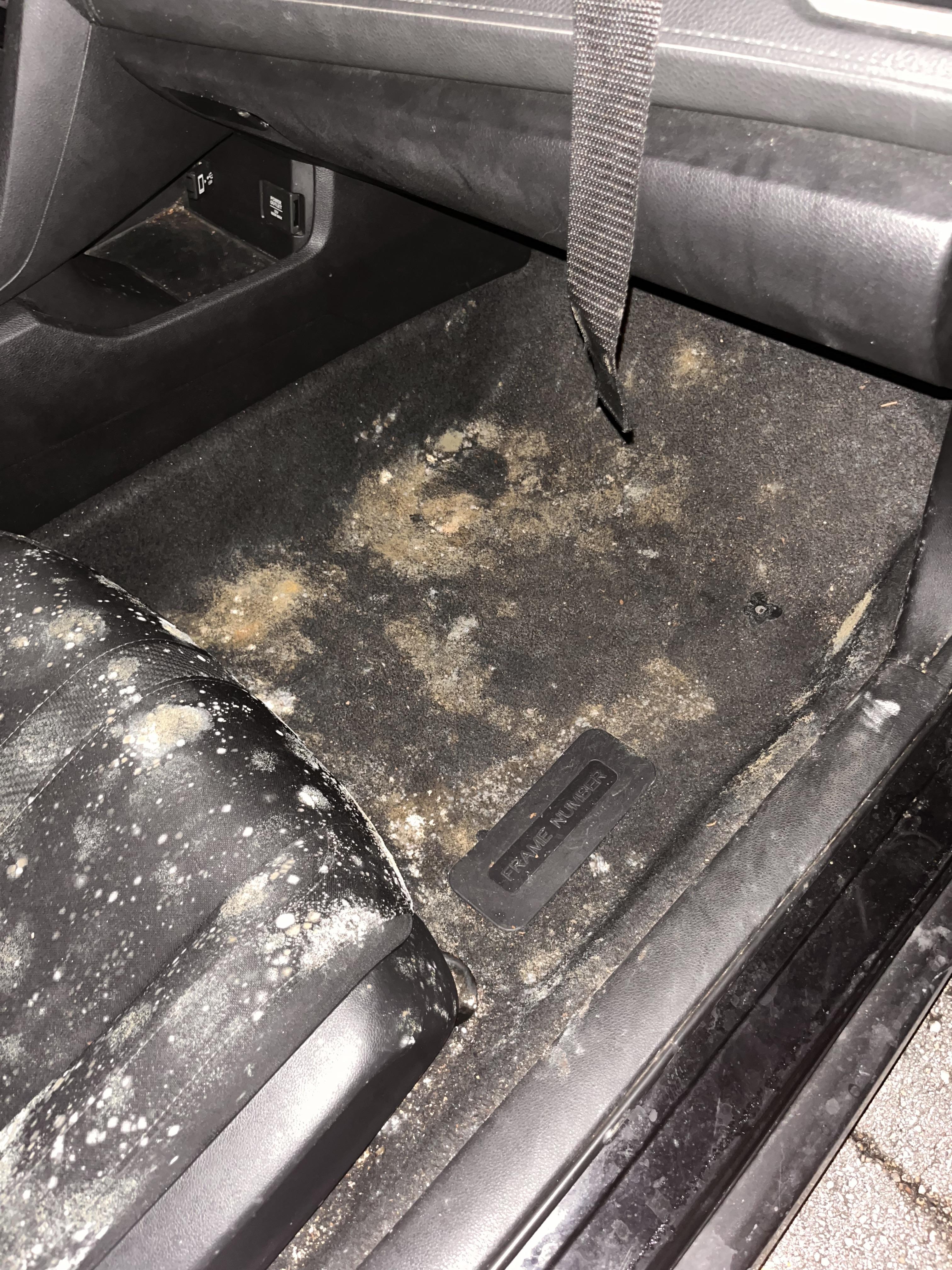 Car Mold Removal in Everett, WA