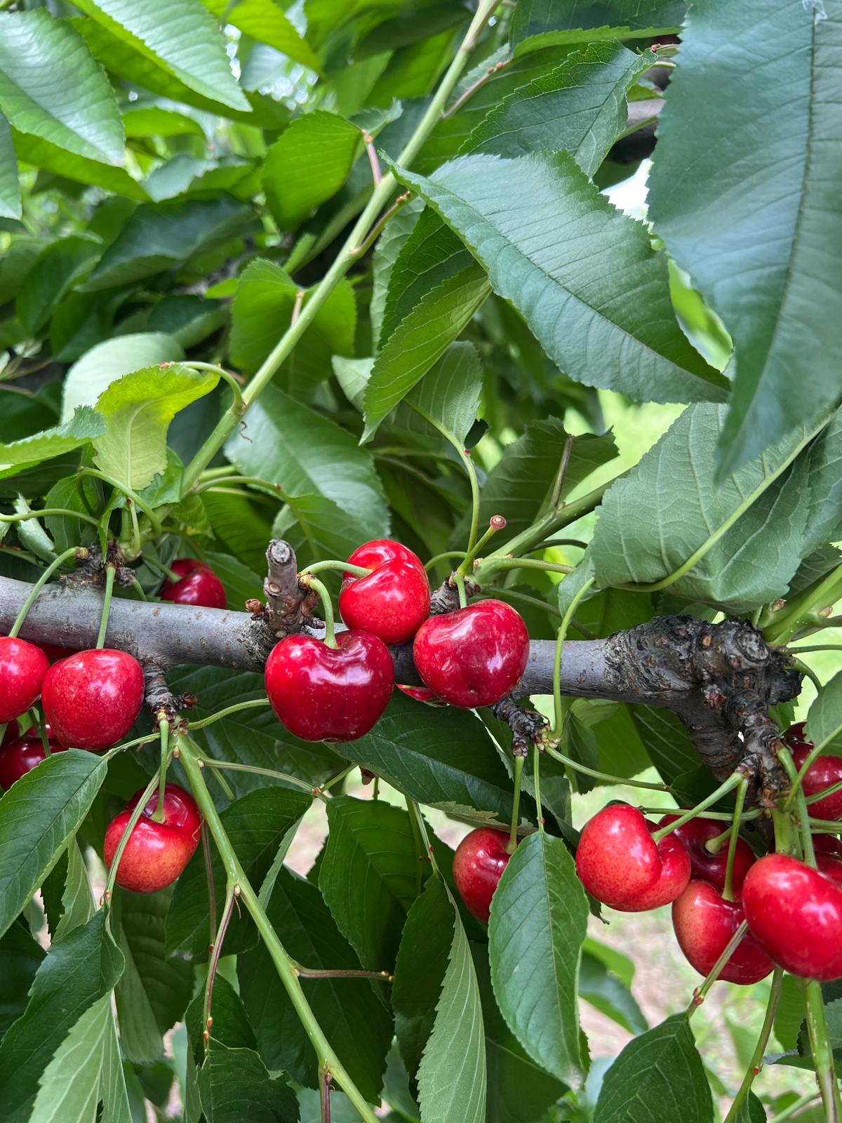 Glossy red cherries on branch, premium Greek produce.