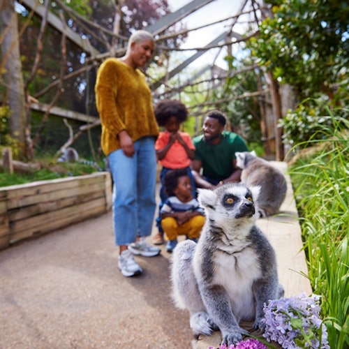A family of four observes lemurs up close in an outdoor enclosure, with greenery and a wooden pathway in the background.