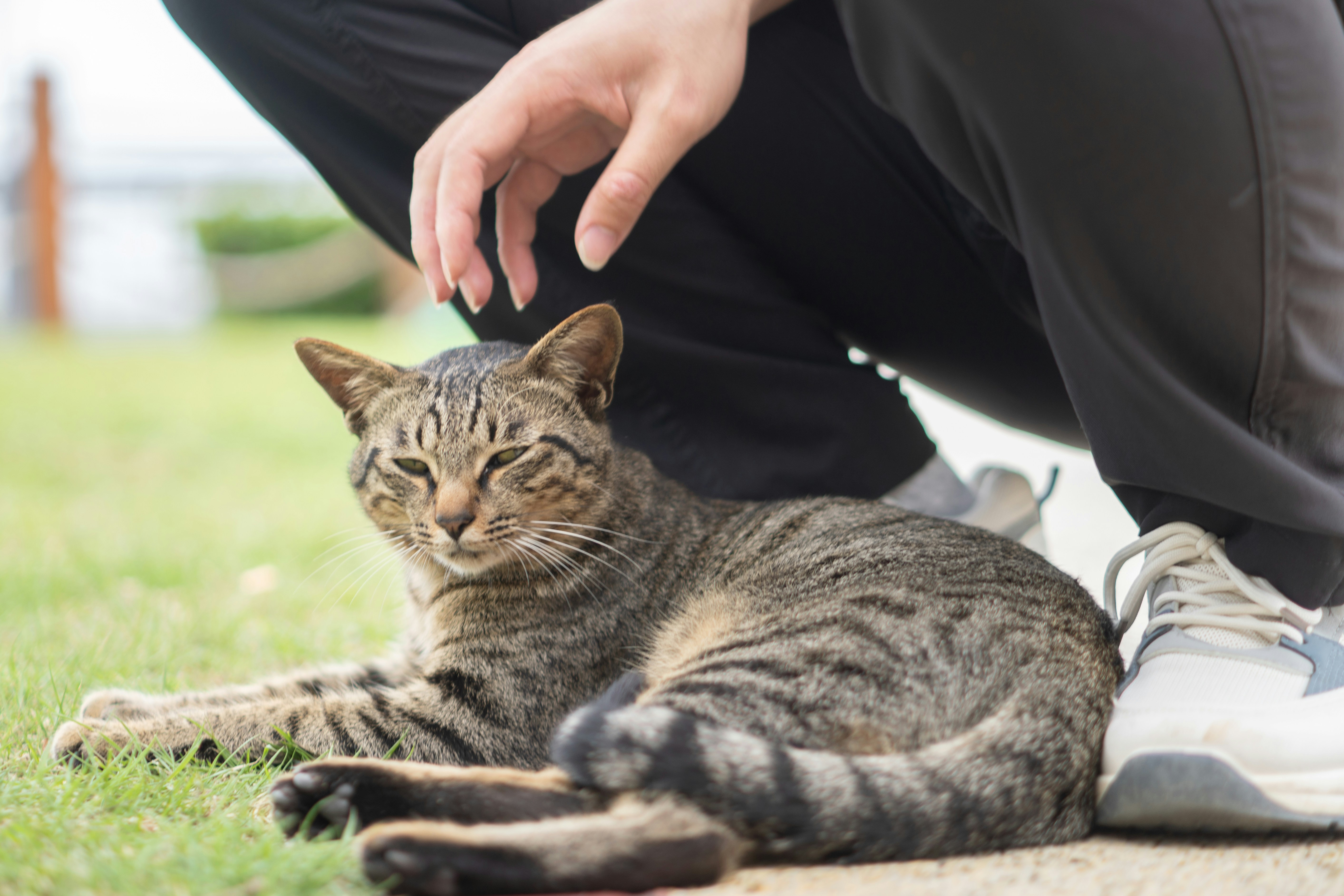 a cat laying on the ground next to a person