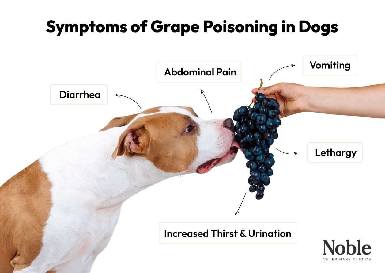 Symptoms of Grape Poisoning in Dogs