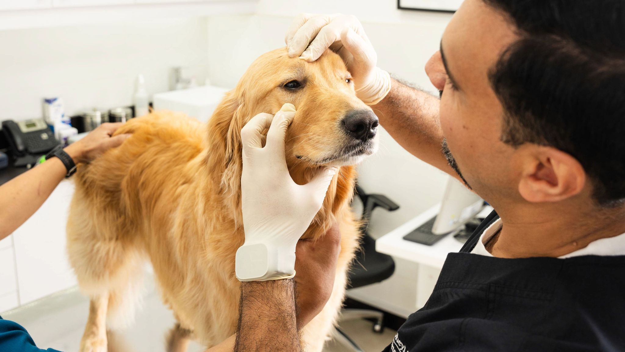 A veterinarian is taking a look at the dog's eyes for signs of cataracts.