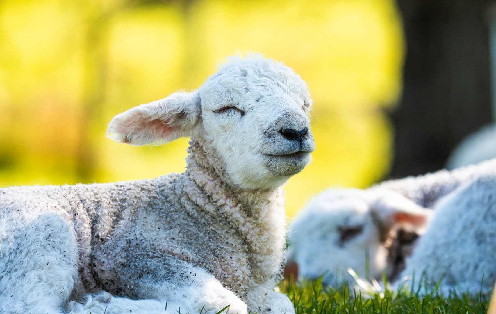 Lambs basking in the sun.