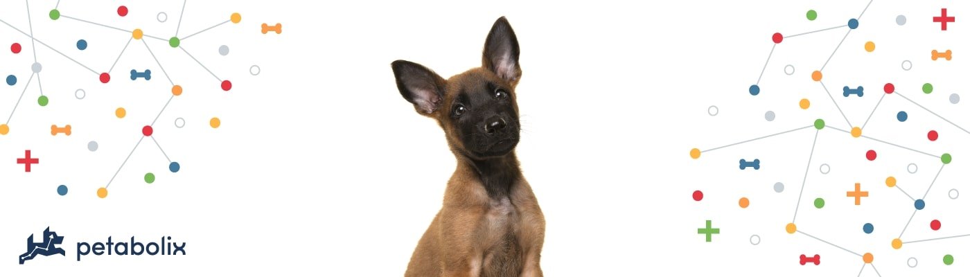 Belgian Malinois image