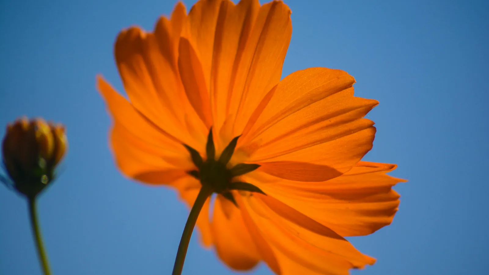 What Are the Symptoms of Low Cortisol?