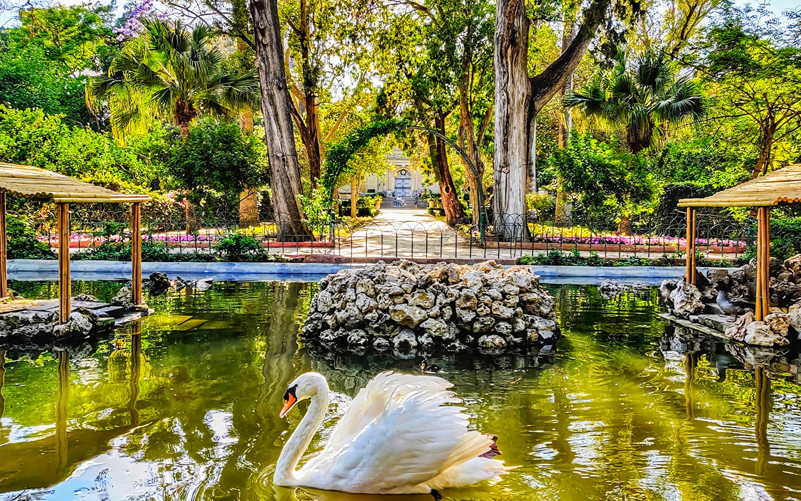 Swan swimming in a pond at a lush garden in Mdina, Malta.