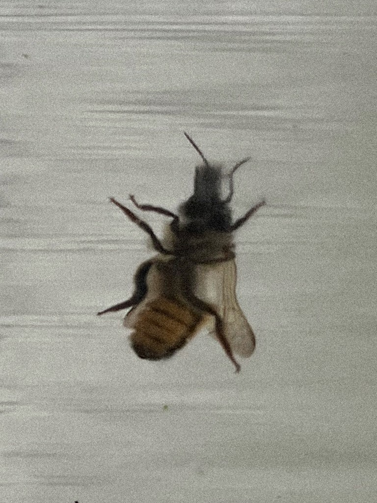 "Scanned image of an insect"