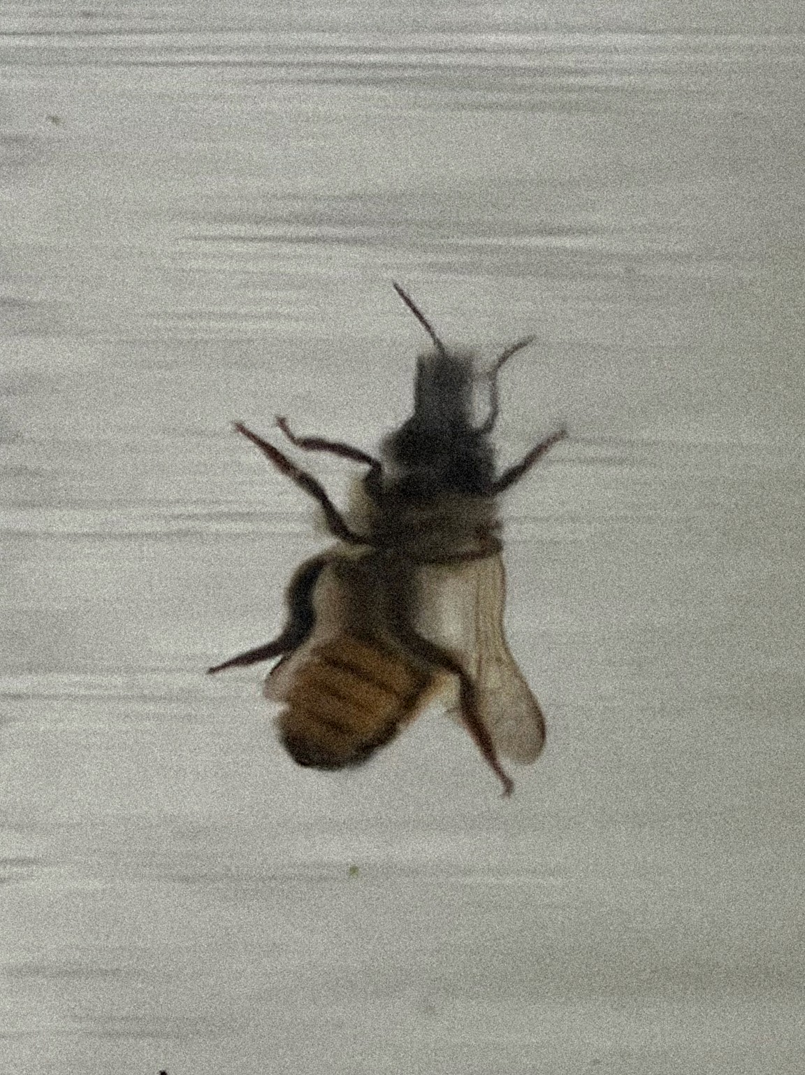 "Scanned image of an insect"