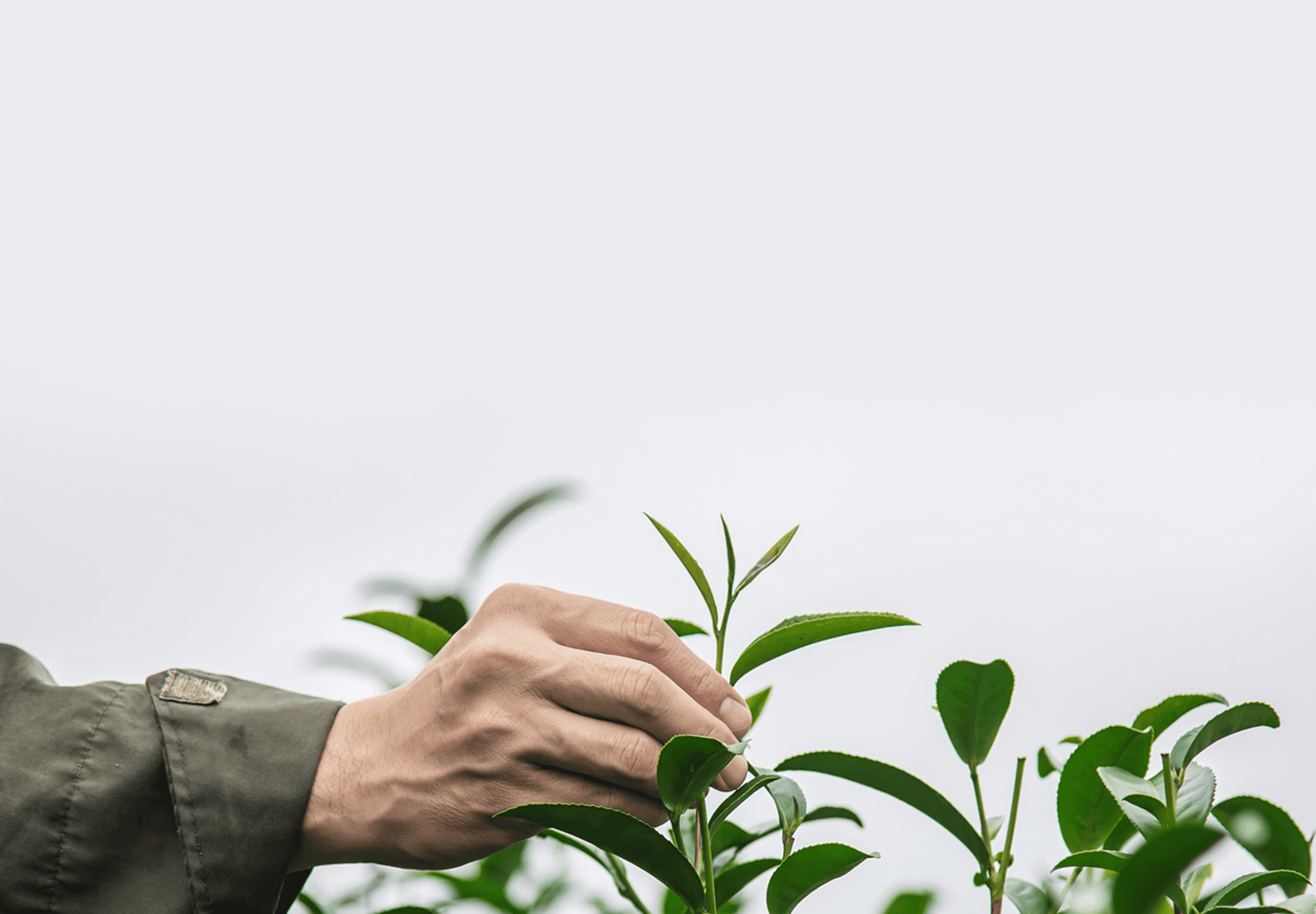 hand holding tea leaf 