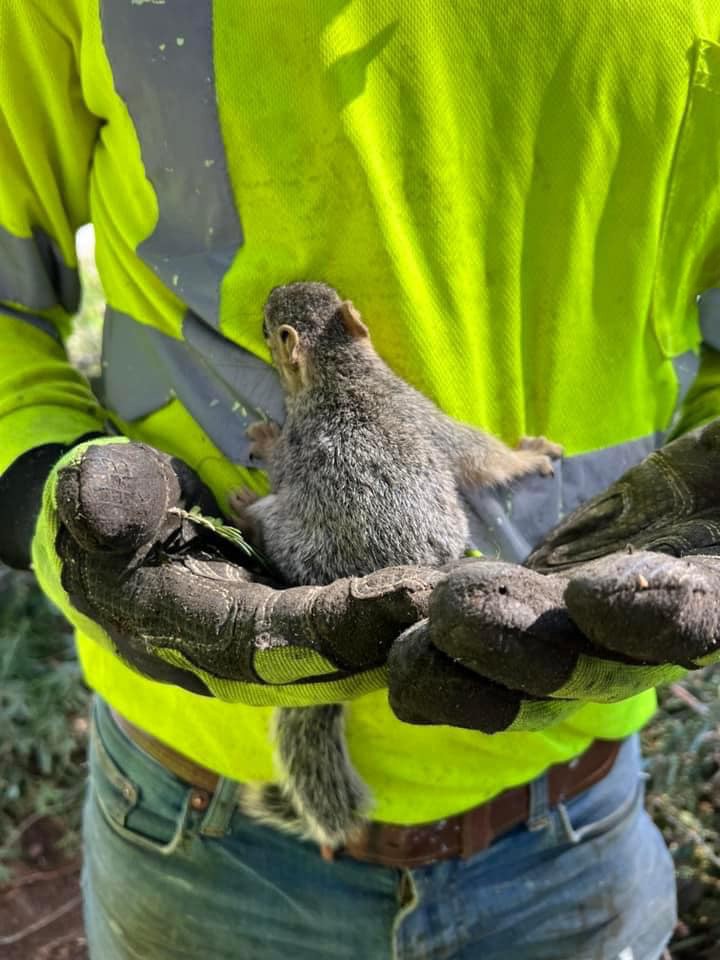 Saved a squirrel.