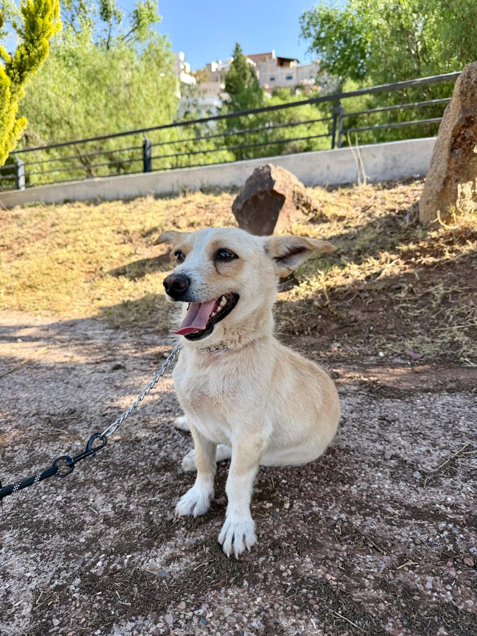 Dog photo