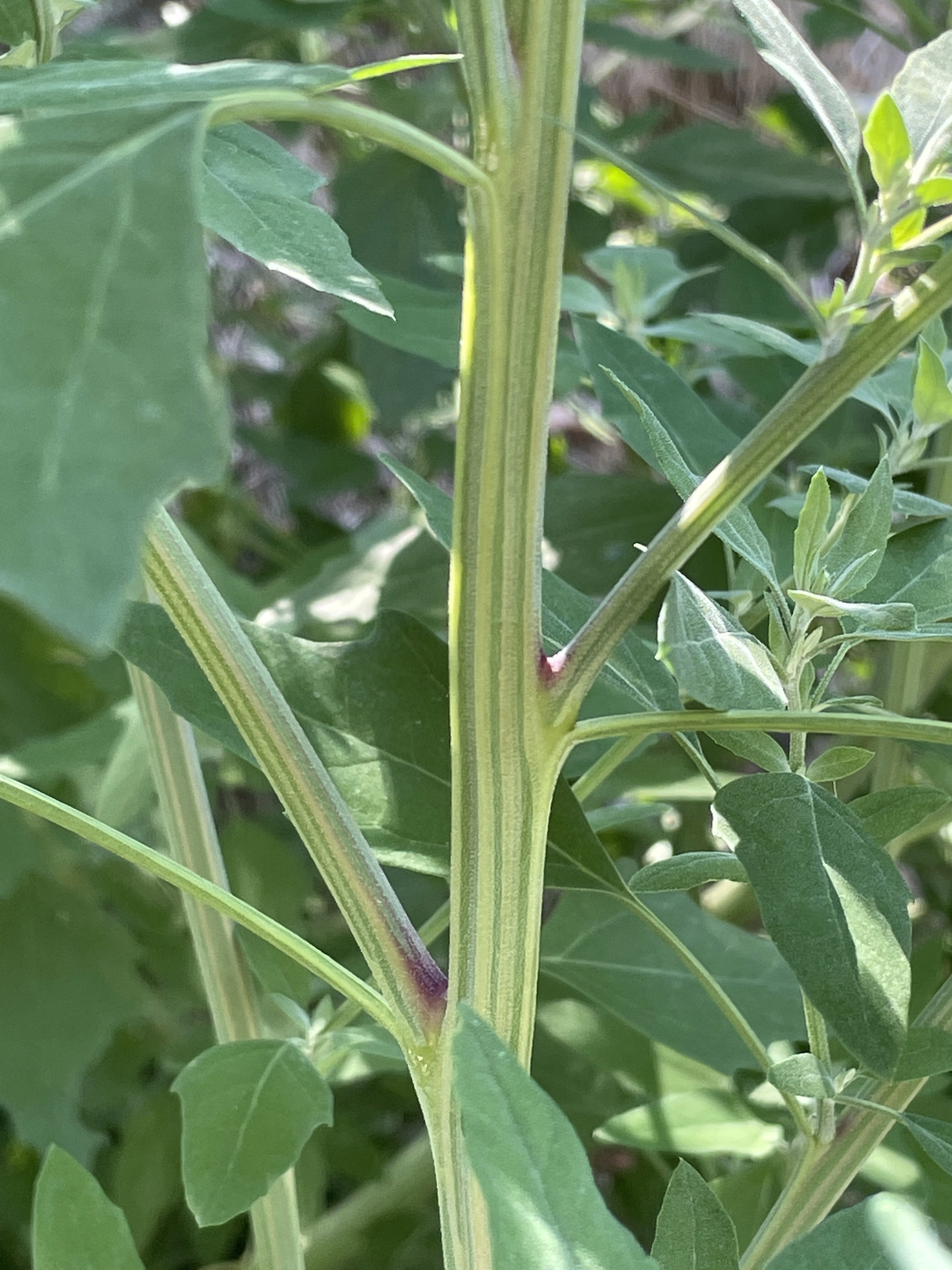 Group of students processing acorns together during a foraging class, representing shared learning and scholarship.