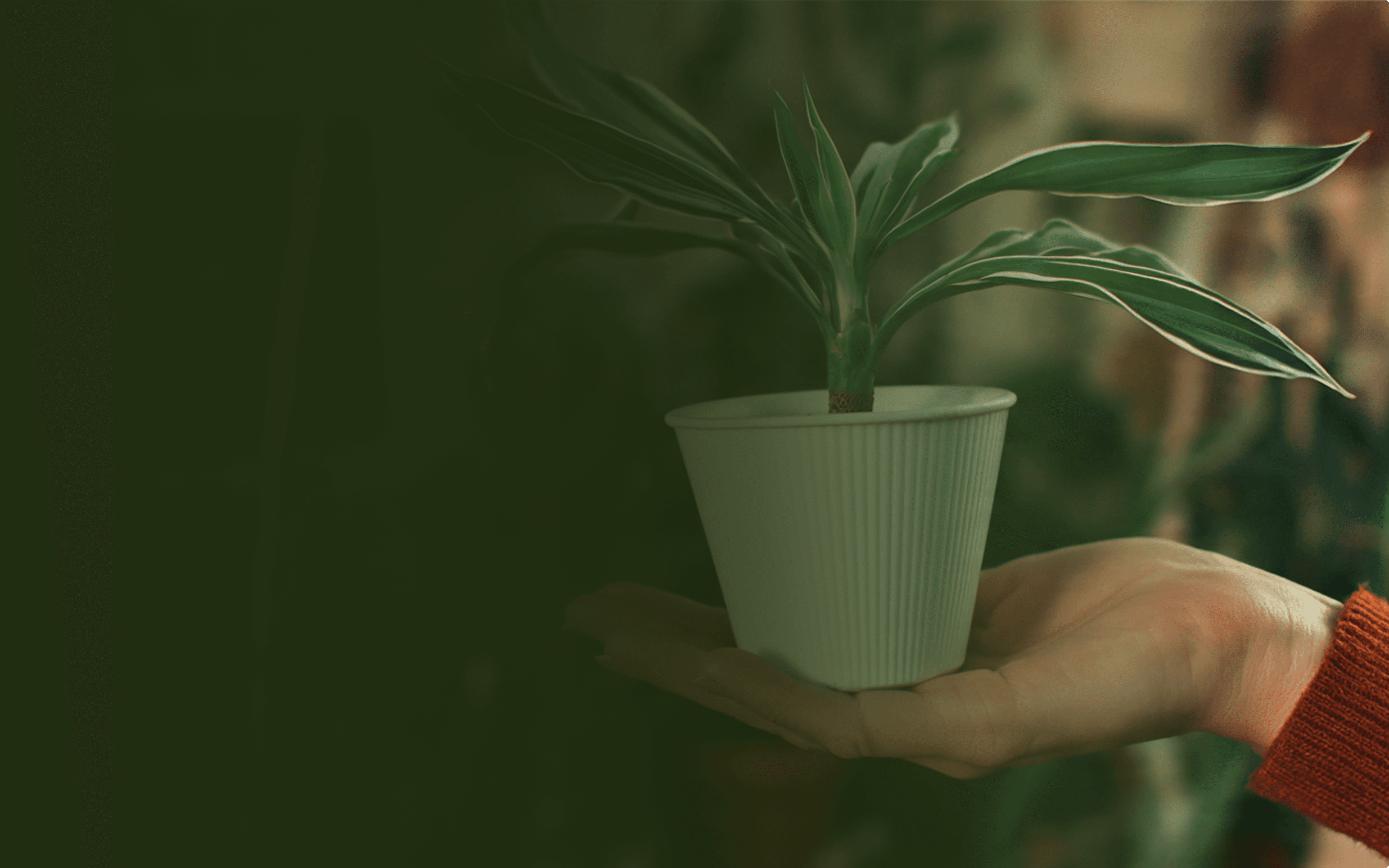 Person holding a small potted Dracaena plant in hand