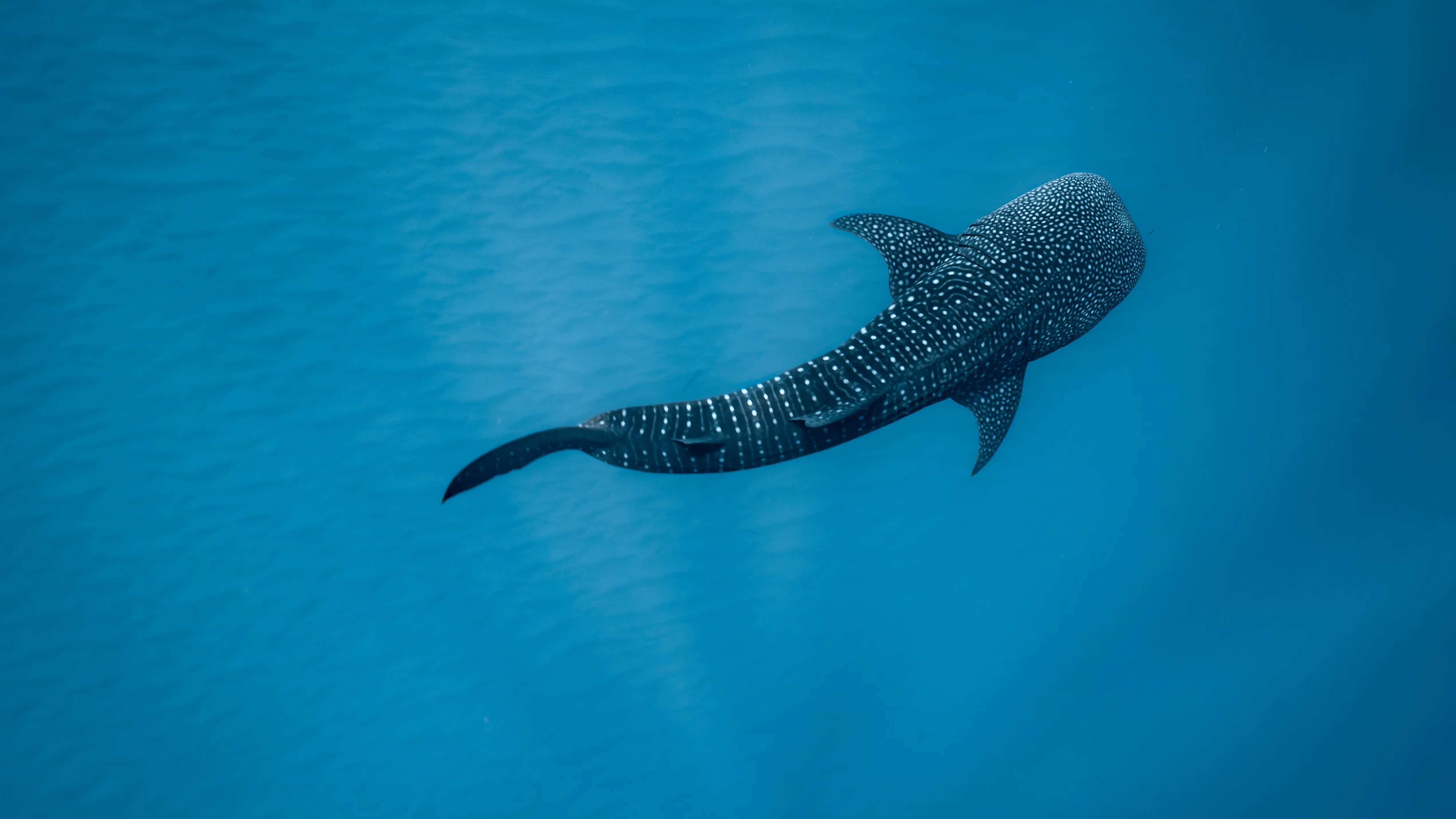 Walhai von oben in tiefblauem Wasser, seitlich fotografiert aus der Vogelperspektive