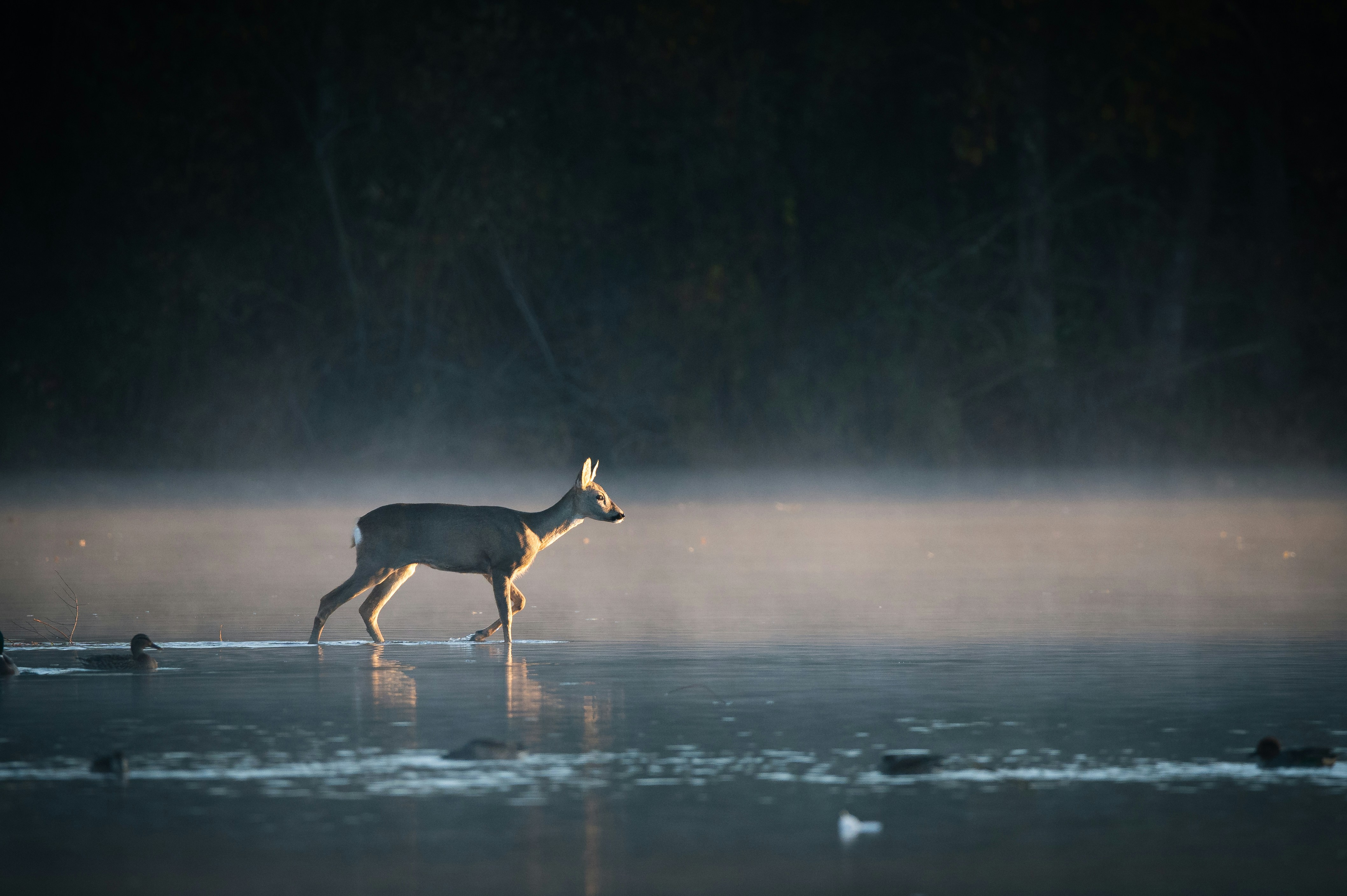 A deer standing in the middle of a lake