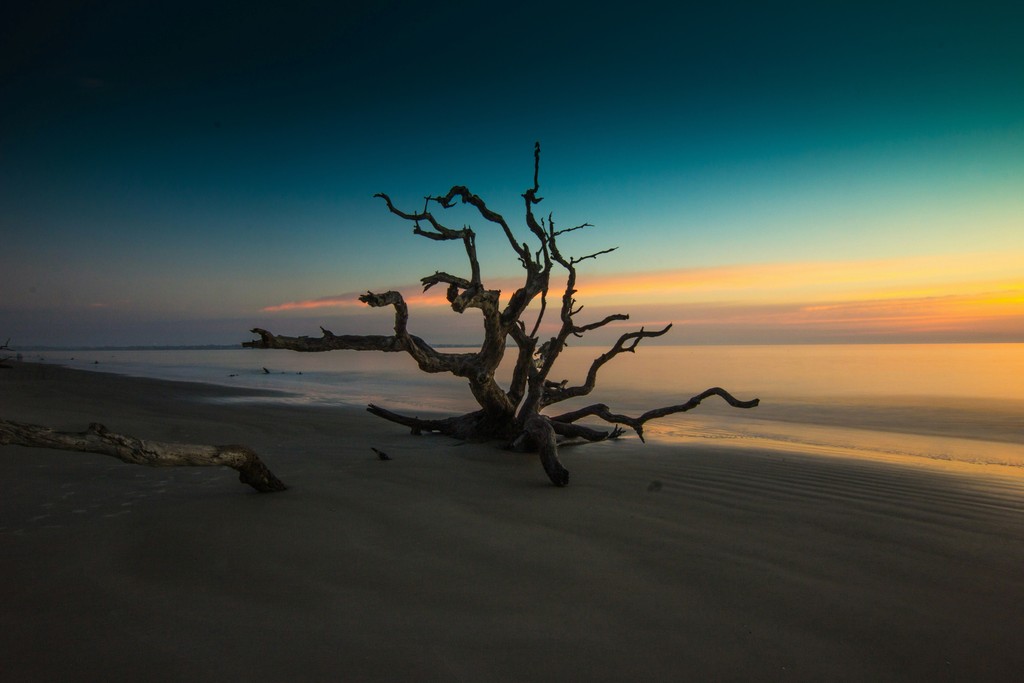 A brown bare tree on a beach after sunset