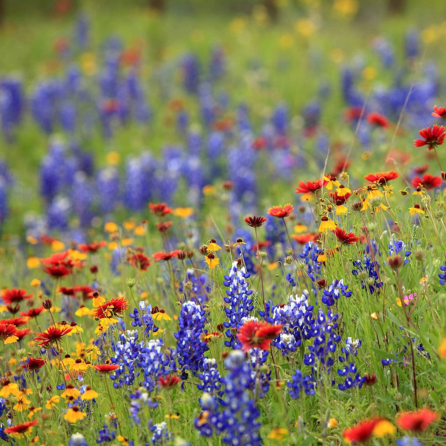Visit Nelson County Virginia in Spring to see the beautiful wildflowers.
