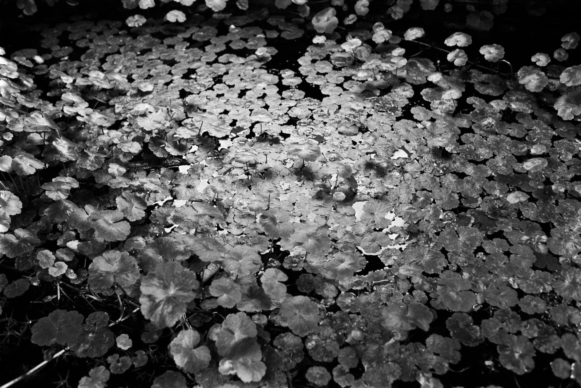 Aquatic plants densely covering water surface inside flooded canal boat