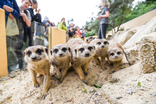 viele Erdmännchen