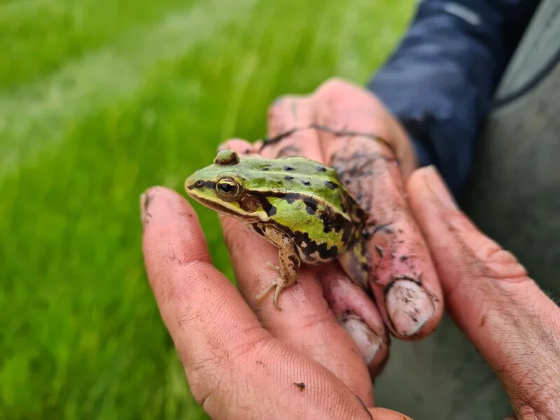 Groene kikker