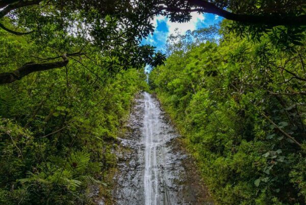 manoa falls seen through the oahu jungle
