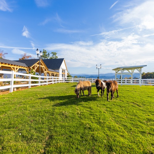 લઘુ ઘોડાઓ ગોદામની નજીકના ઘાસના મેદાનમાં રમે છે