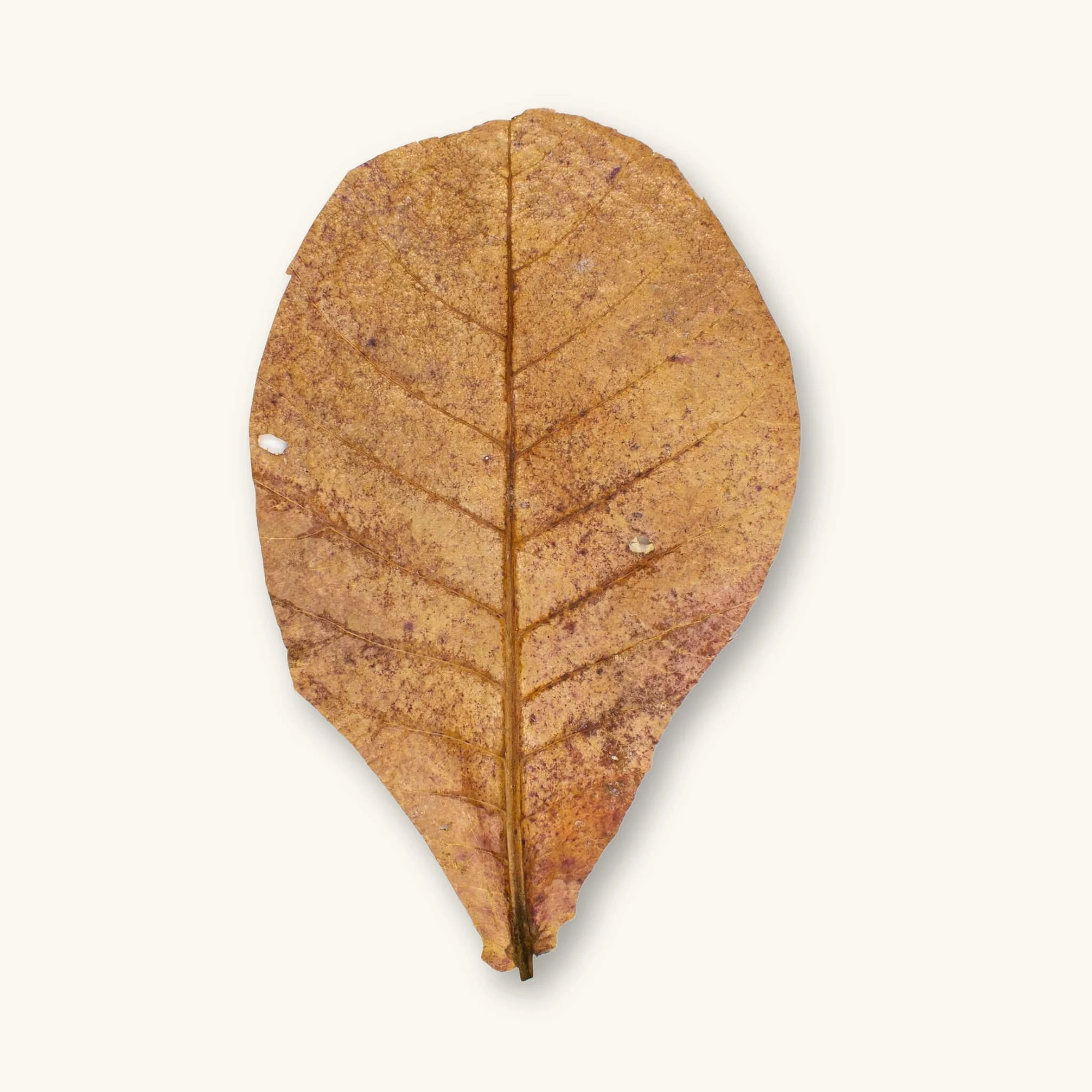 bulk catappa leaves supplier