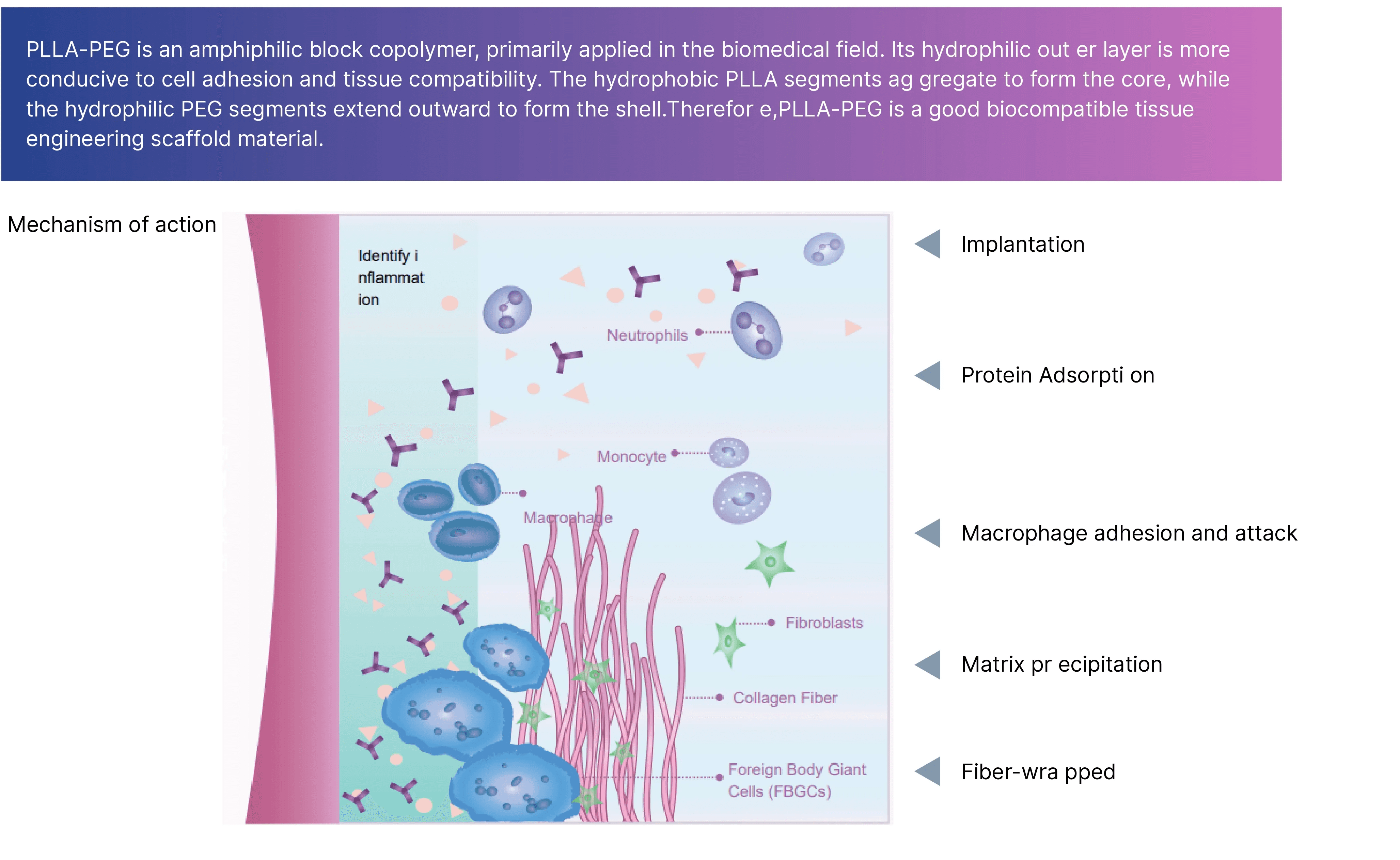 Mechanism of action