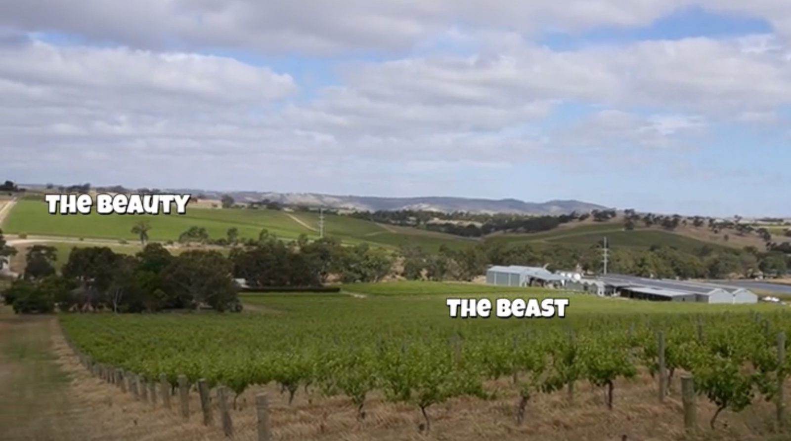 The Beauty and The Beast Shiraz vineyard blocks at Hentley Farm in Barossa Valley, about 200 meters apart.