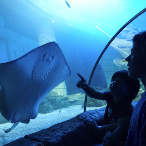 Child points at a stingray in an underwater tunnel aquarium, with an adult watching nearby.