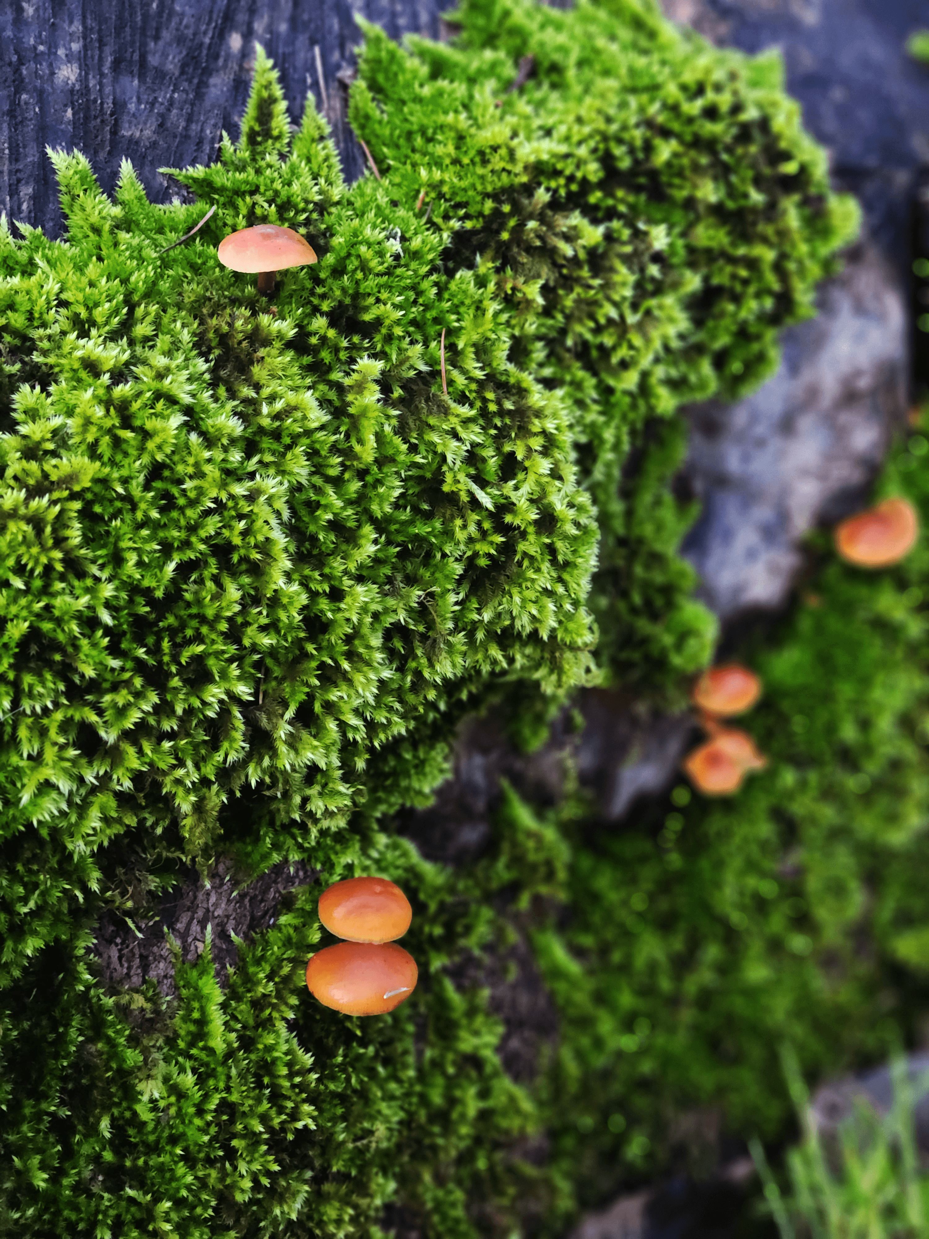 PawMigo App Logo which features a cartoon dog in a heart with "Pawmigo" underneath.