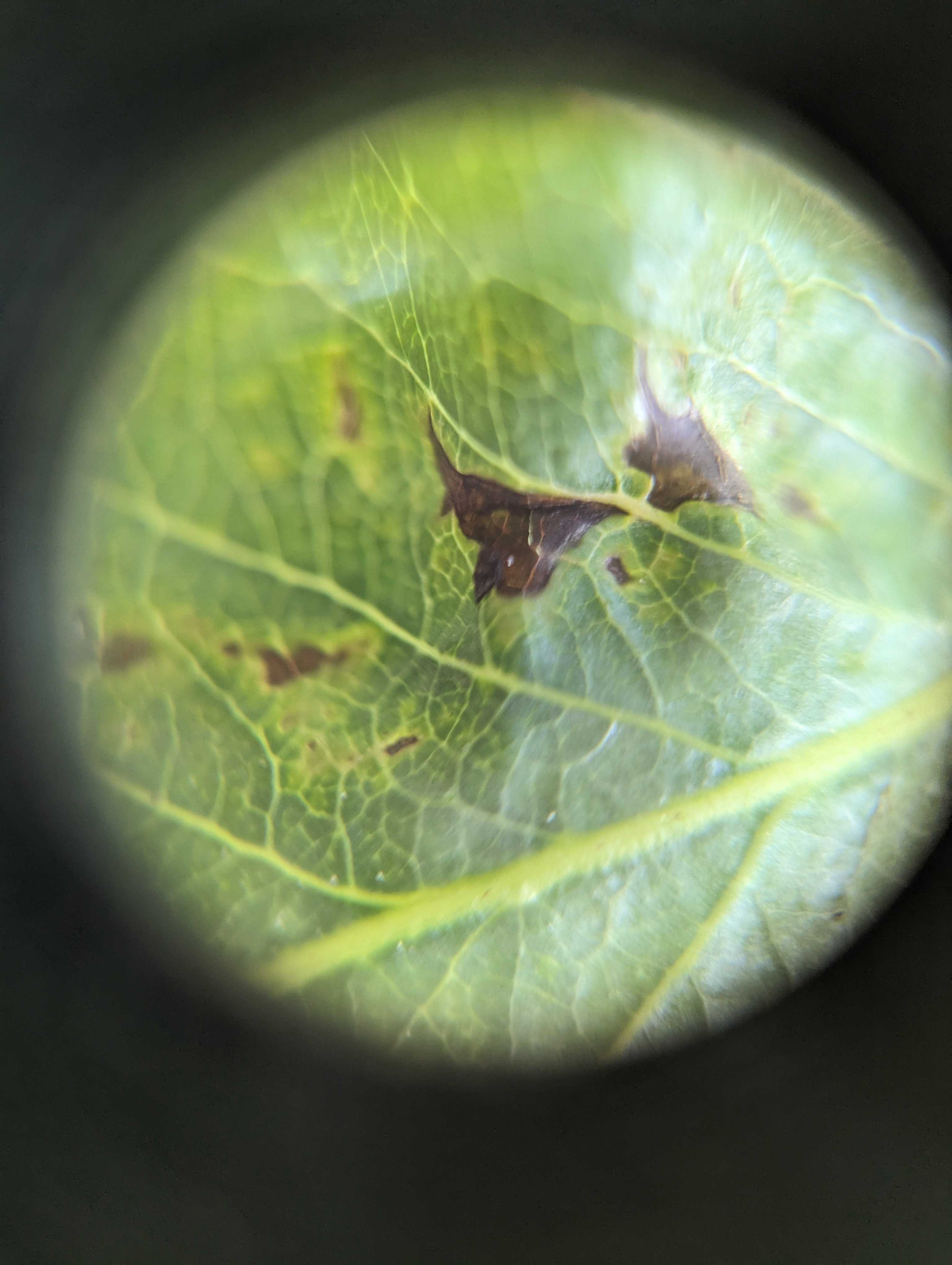 A magnified image of a leaf with brown spots.