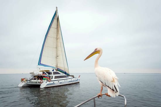 Sail the Coastline in Style