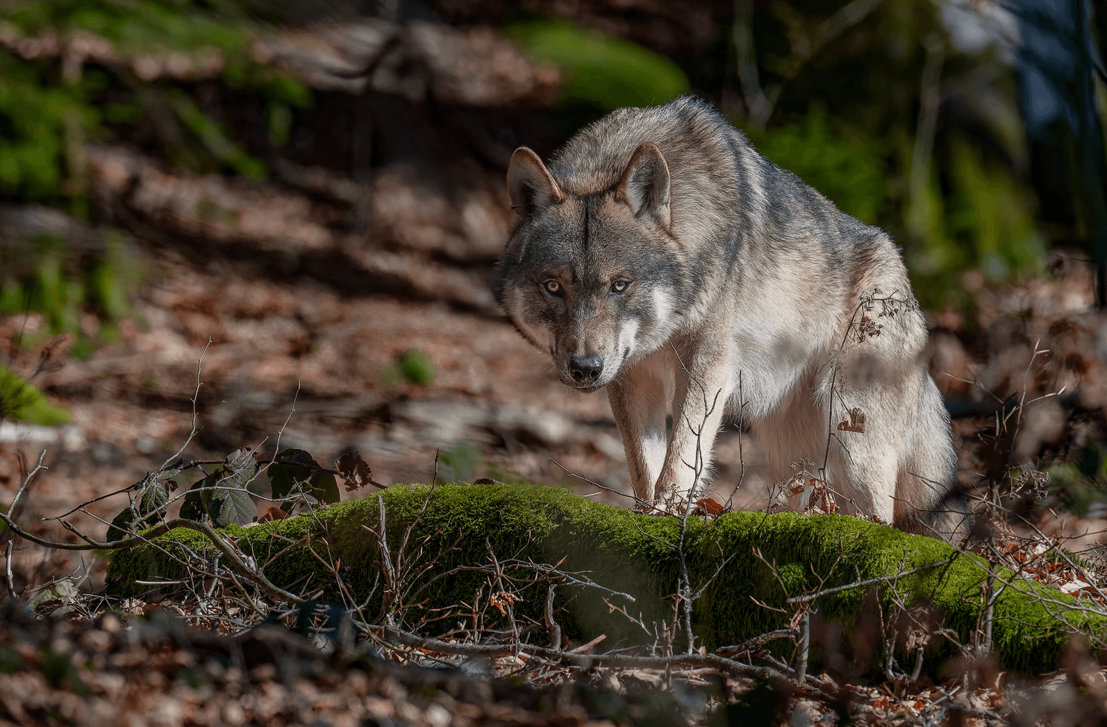 Loup gris ,un regard que l'on n'oublie pas !