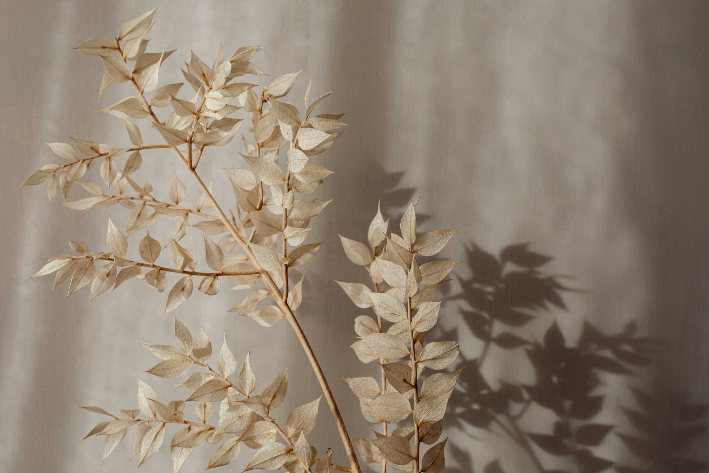 Pflanze mit kleinen beigen Blättern