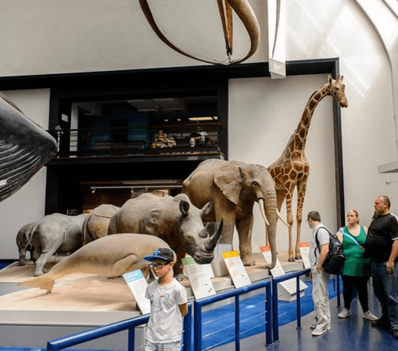 London Natural History Museum Family Dinosaur Discovery Tour- people look at an exhibit featuring increasingly large animals in sequence