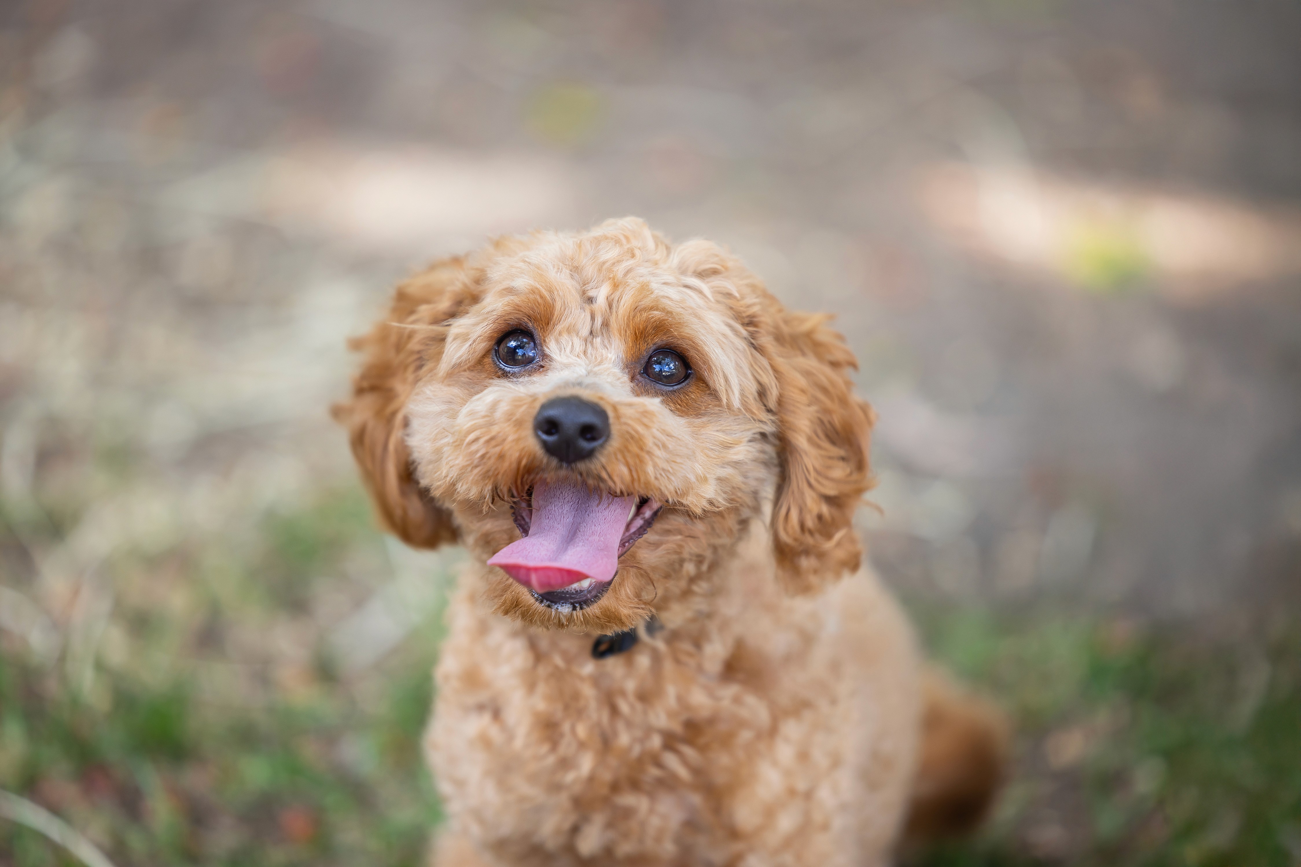 Blue heeler sitting under a bridge on the beach