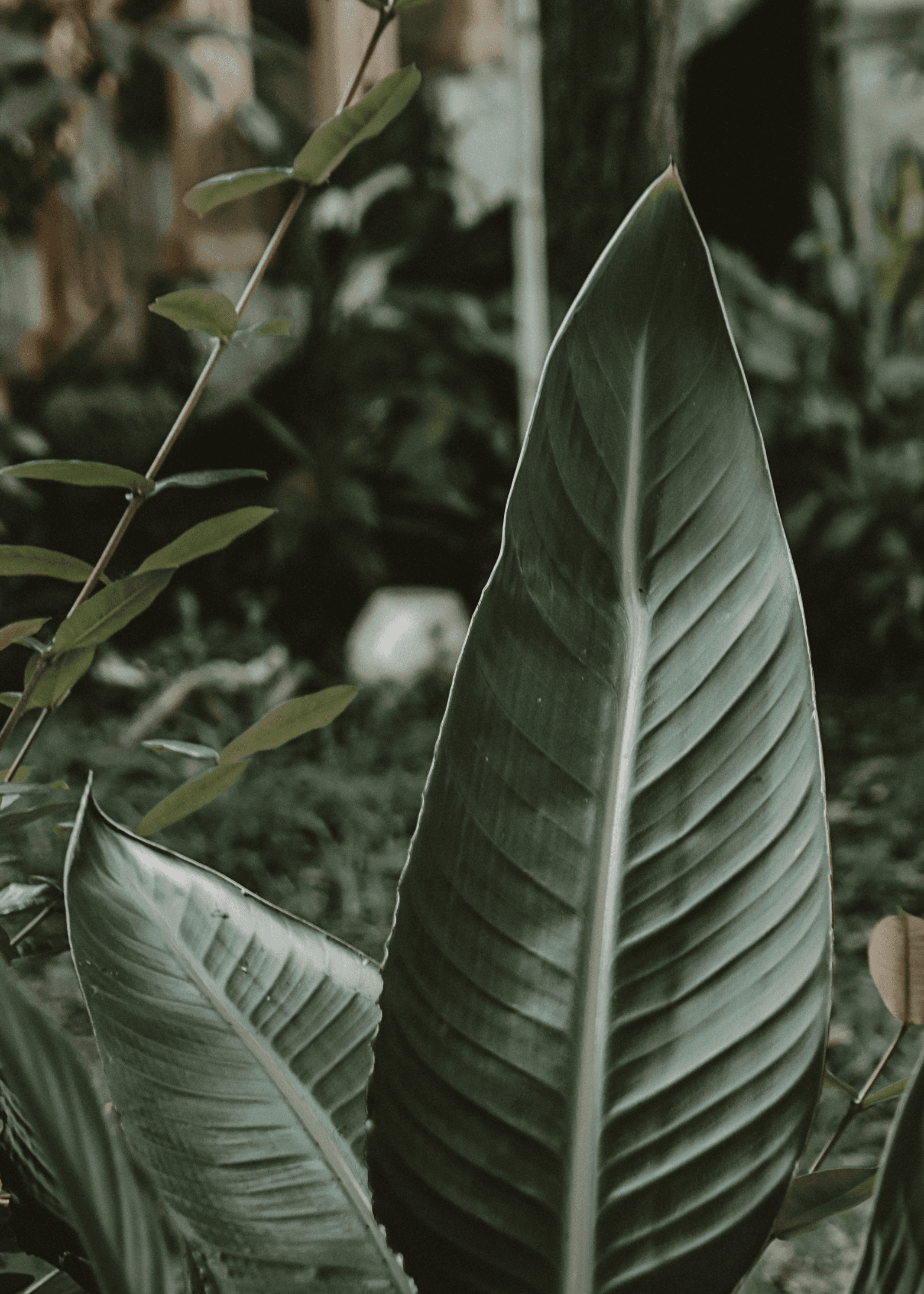 plant