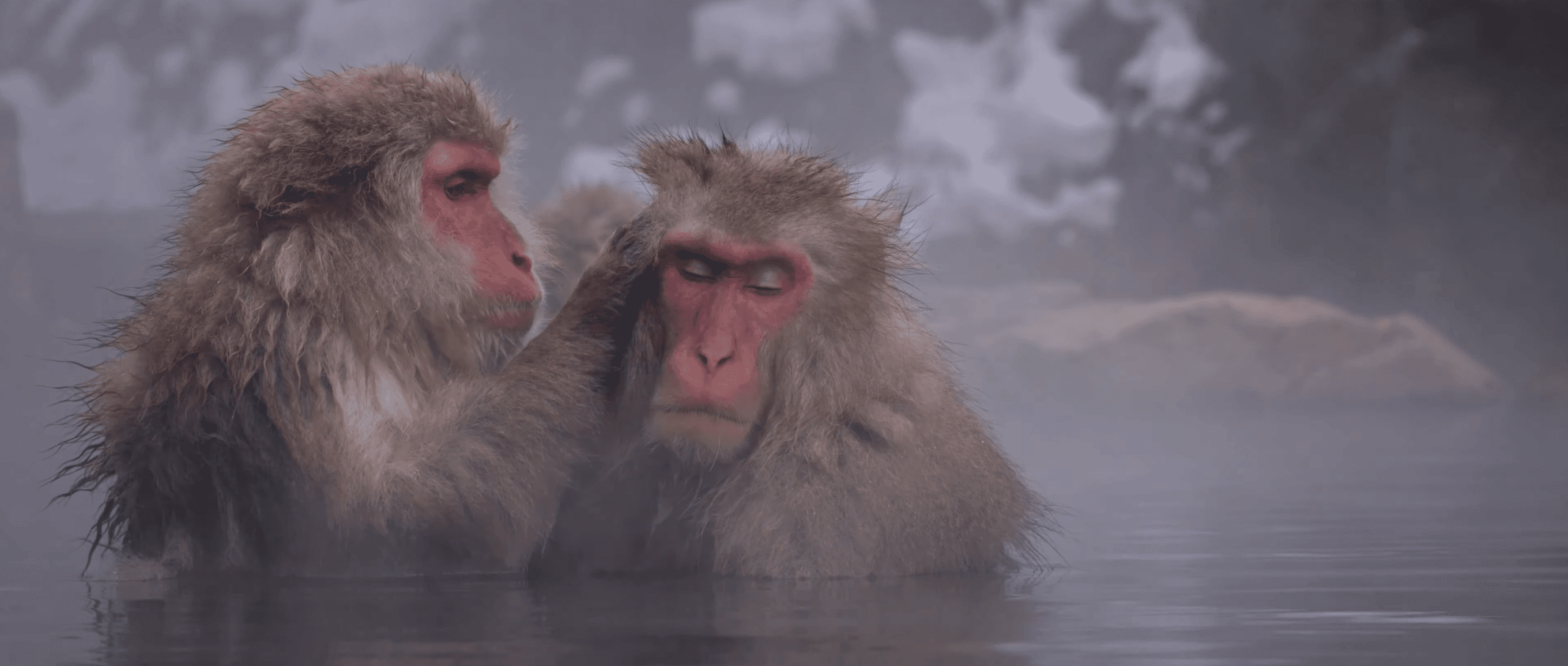 Snow Monkeys Grooming in Hot Spring