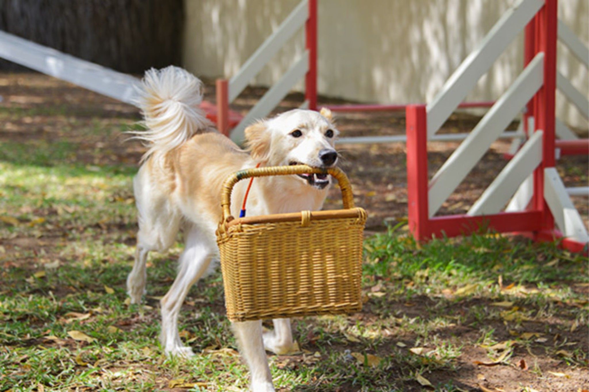 A dog is in an animal shelter holding a basket with its mouth.