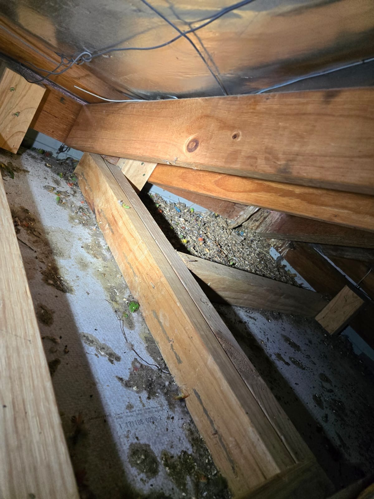 Bird nesting in roof area