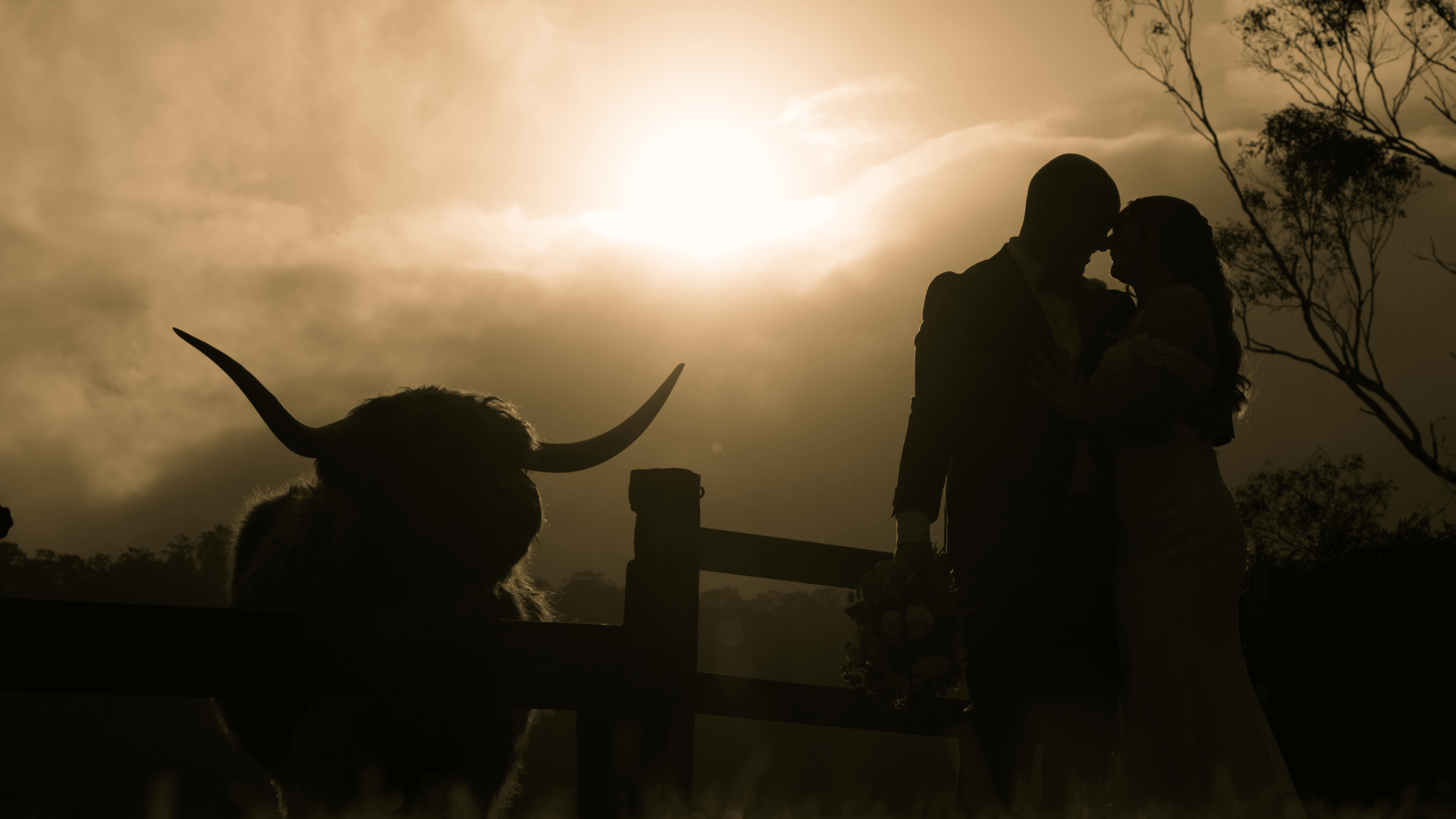 Eryn & Jacob sharing a momemt next to a highland cow at Cowbell Creek in Austinville, Gold Coast Hinterland. One of the best shots in their wedding video