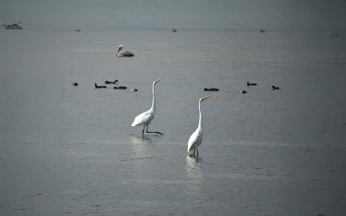 South Padre Island Birding and Nature Center - Facebook
